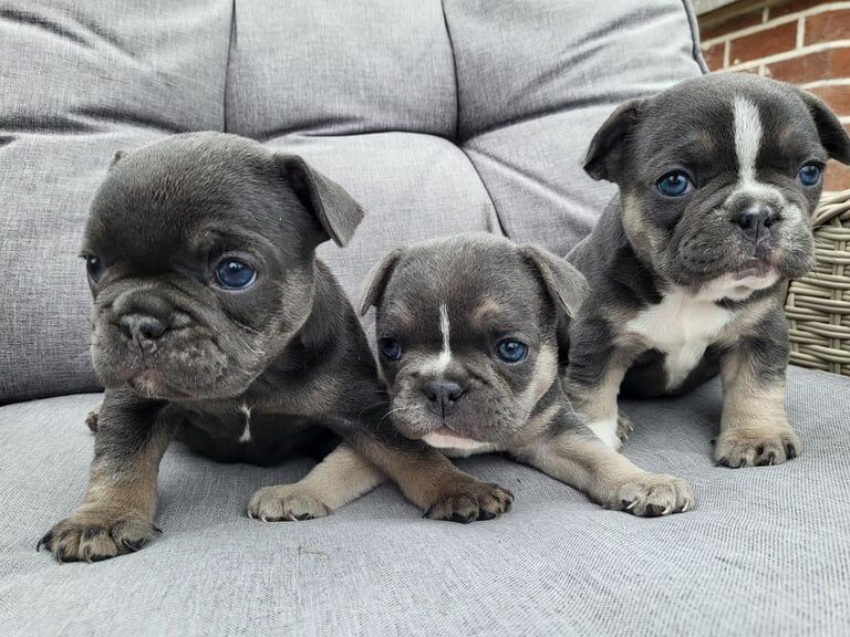 French Bulldog puppies for sale in Dungannon, County Tyrone – 5 weeks old