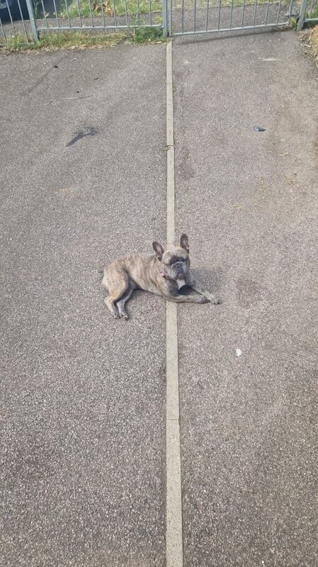 Frenchie for sale in Coventry, West Midlands