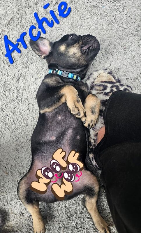 Frenchie - Image 2 of 4