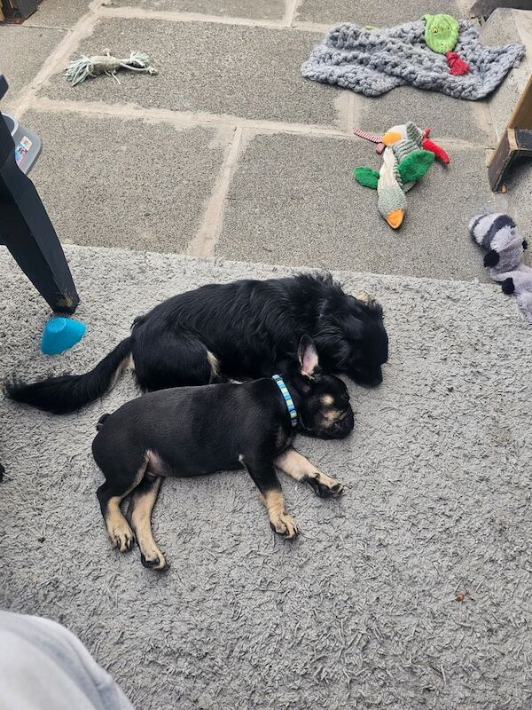 Frenchie - Image 3 of 4