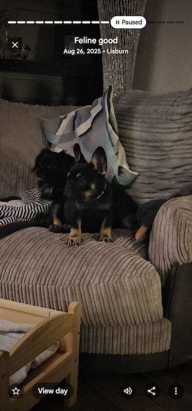 Frenchie - Image 4 of 4