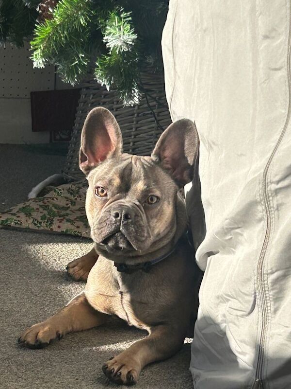 Frenchie - Image 2 of 3