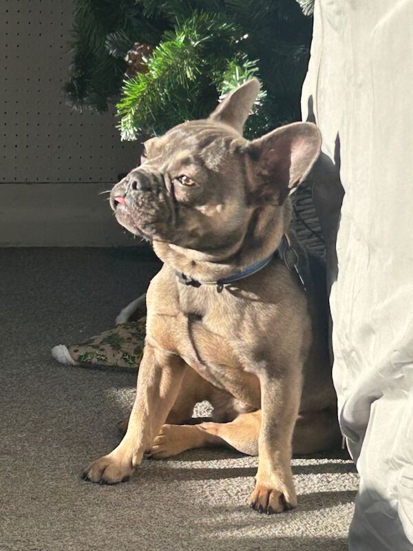 Frenchie - Image 3 of 3