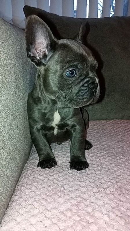 French Bulldog puppies for sale in Gateshead, Tyne And Wear – 3 months old