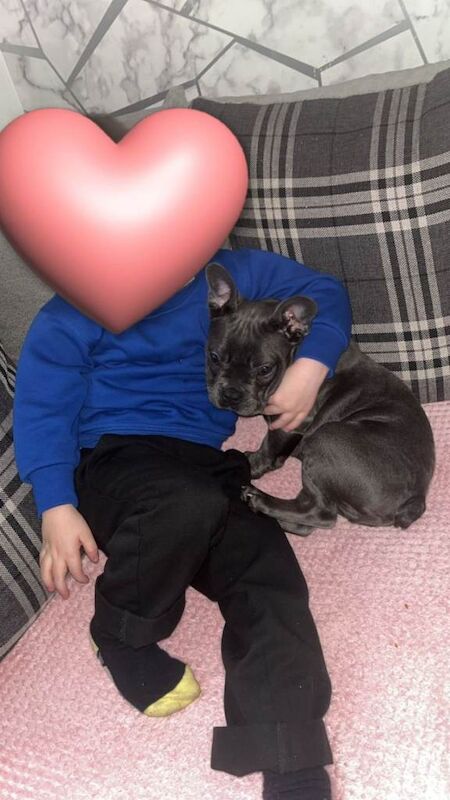 frenchie - Image 2 of 3