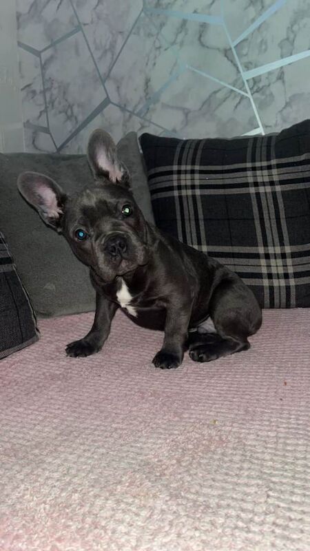 frenchie - Image 3 of 3