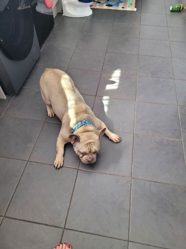 Kennel Club Registered French Bulldog Puppies For Sale