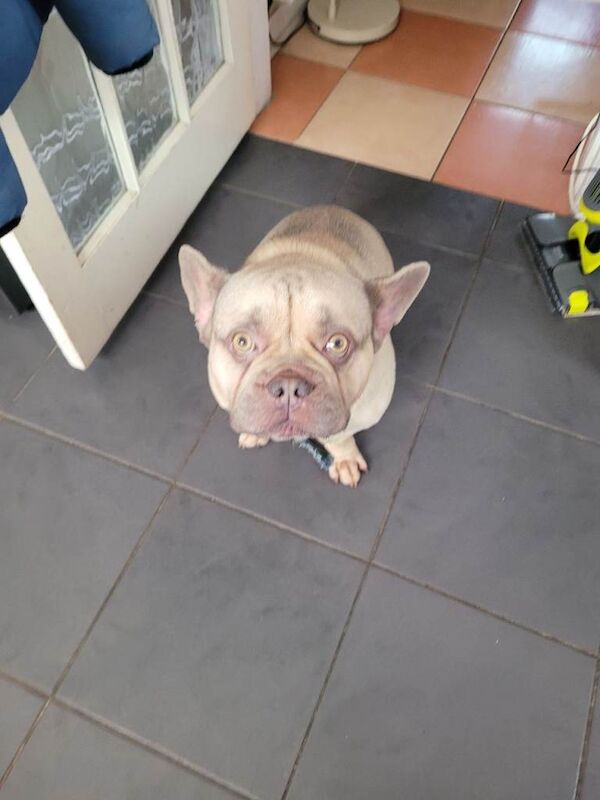 Frenchie - Image 2 of 3