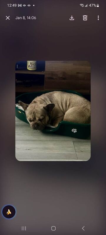 Frenchie - Image 3 of 3
