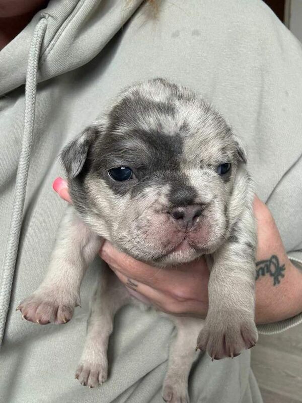 Frenchie - Image 2 of 4