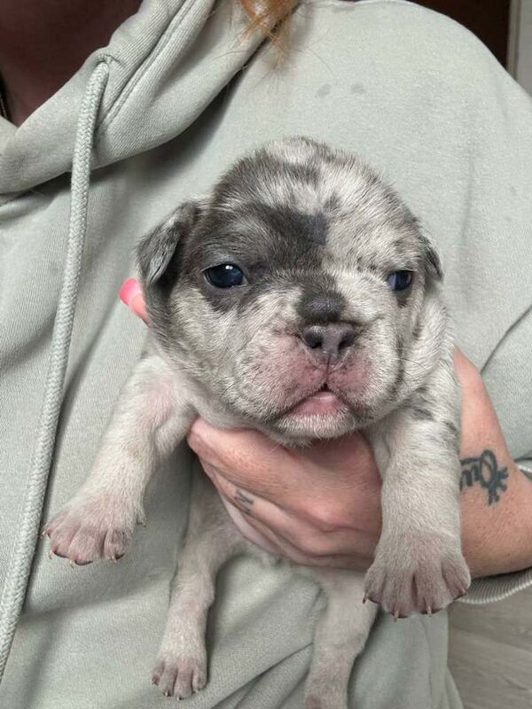 Frenchie - Image 3 of 4