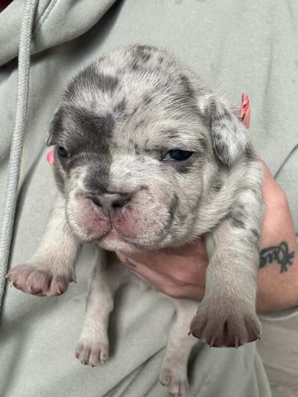Frenchie - Image 4 of 4