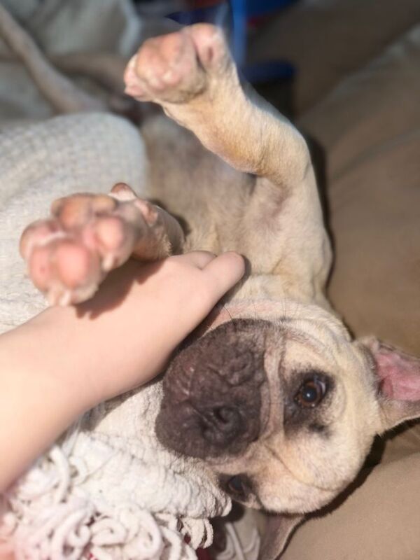 Frenchie - Image 3 of 3