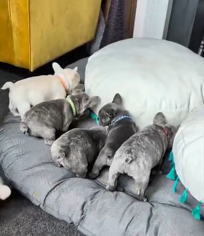 Frenchie babies looking for their forever homes