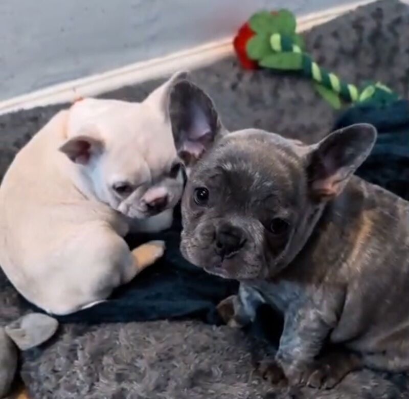 Stunning French Bulldog Pups - Image 2 of 15
