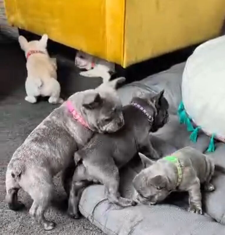 Stunning French Bulldog Pups - Image 3 of 15