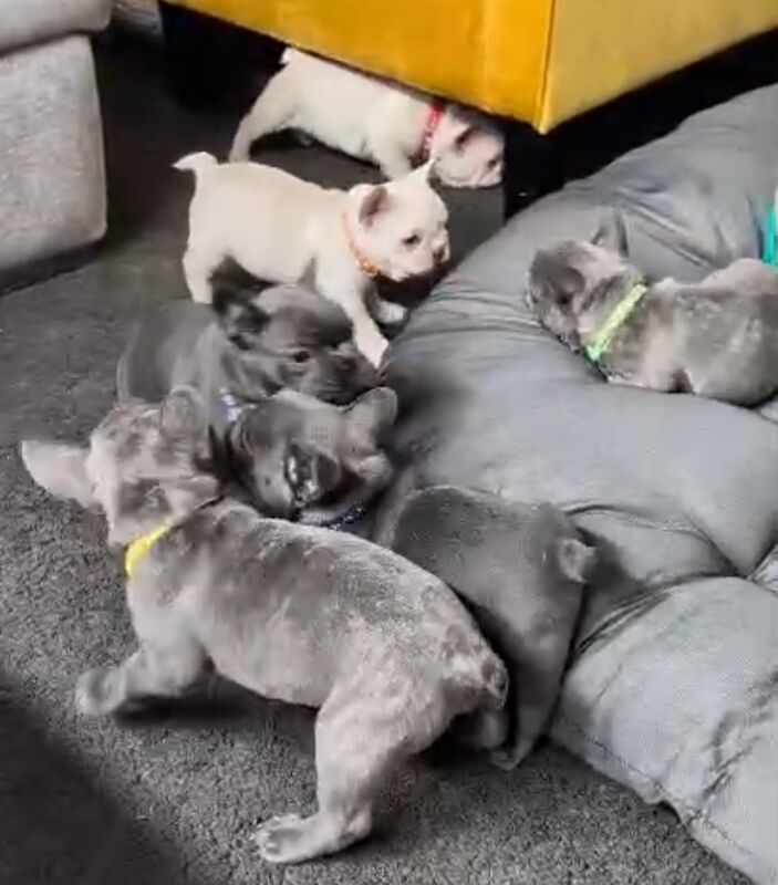 Stunning French Bulldog Pups - Image 4 of 15