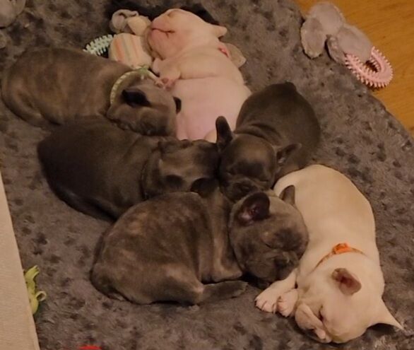 Stunning French Bulldog Pups - Image 5 of 15