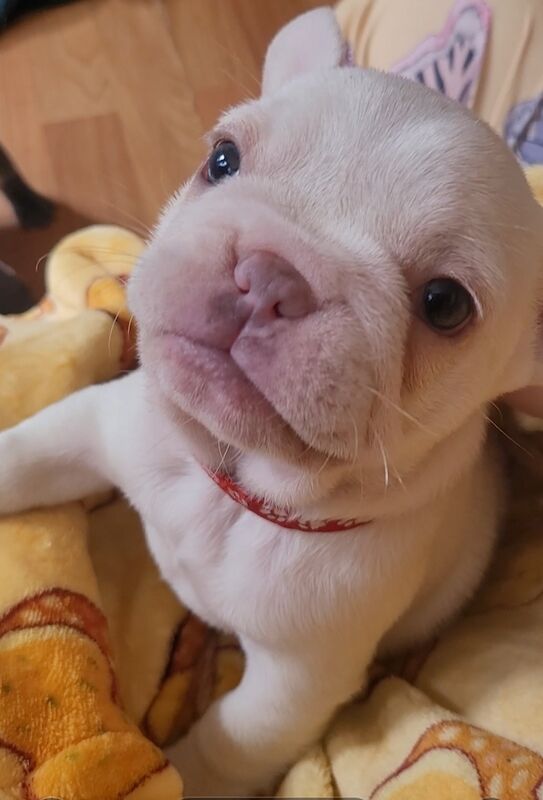 Stunning French Bulldog Pups - Image 6 of 15