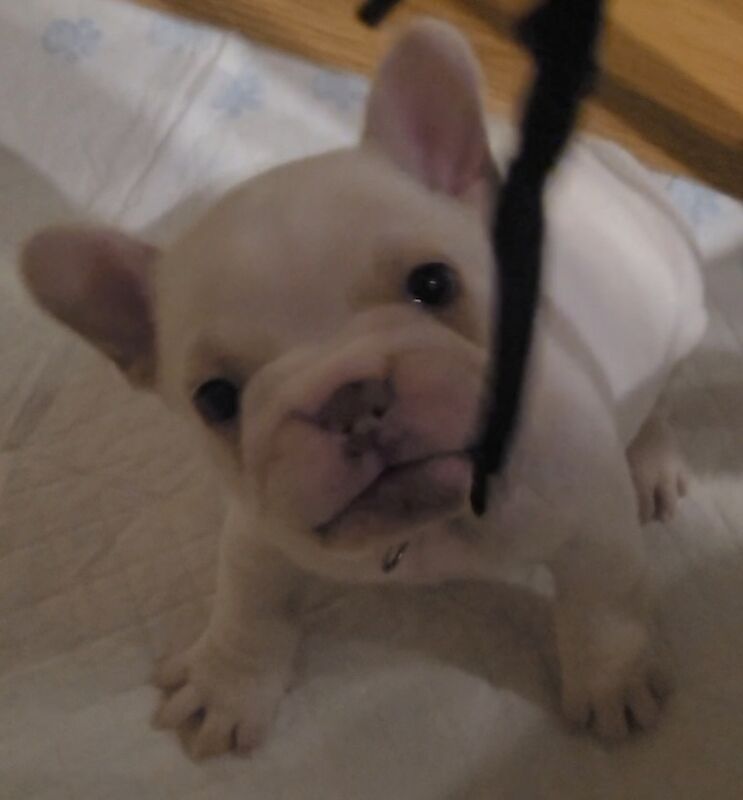 Stunning French Bulldog Pups - Image 7 of 15