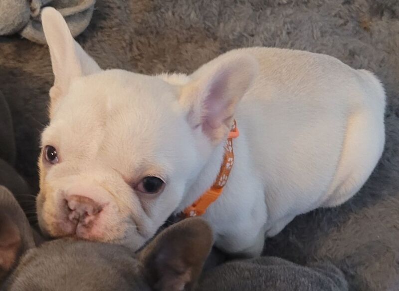 Stunning French Bulldog Pups - Image 8 of 15
