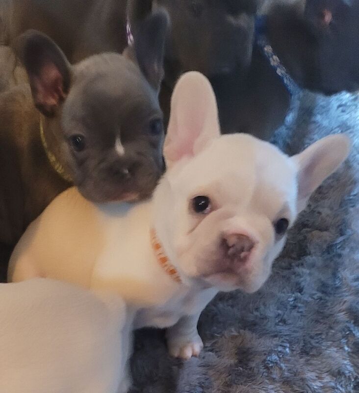 Stunning French Bulldog Pups - Image 9 of 15