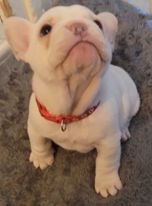 Stunning French Bulldog Pups - Image 10 of 15