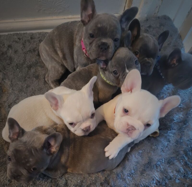 Stunning French Bulldog Pups - Image 11 of 15