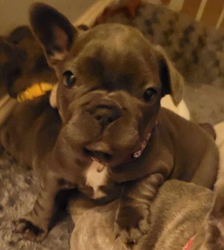 Stunning French Bulldog Pups - Image 12 of 15