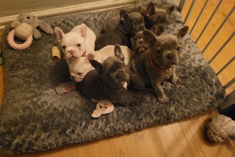 Stunning French Bulldog Pups - Image 13 of 15