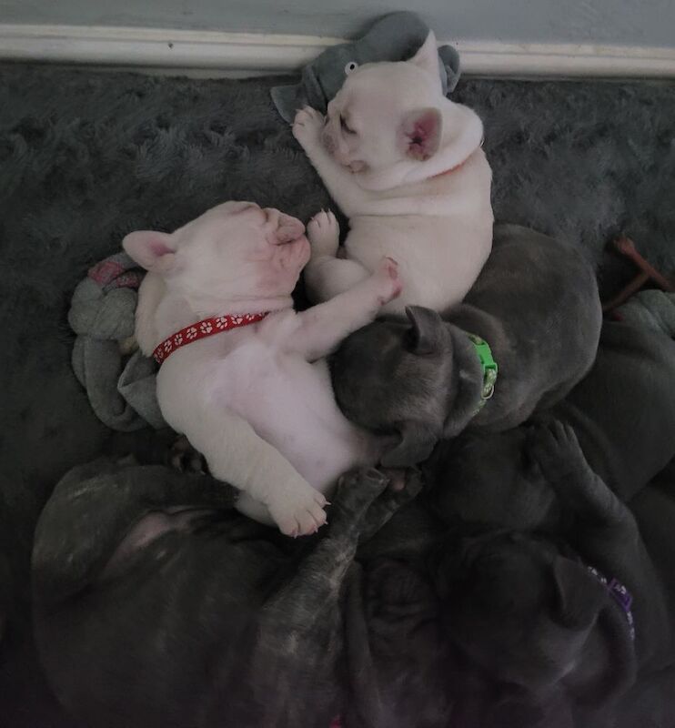 Stunning French Bulldog Pups - Image 14 of 15