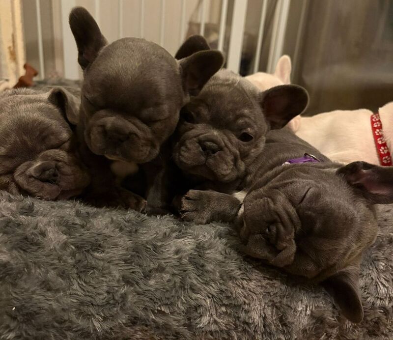 Stunning French Bulldog Pups - Image 15 of 15