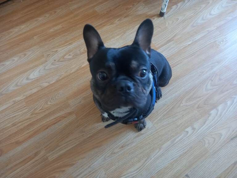 Frenchie boy 12 mouths old