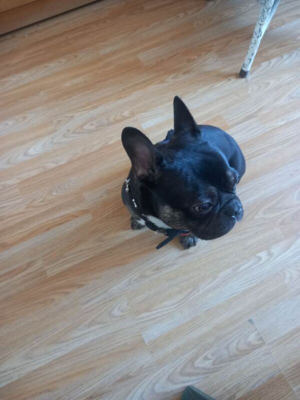 Frenchie boy 12 mouths old - Image 2 of 4