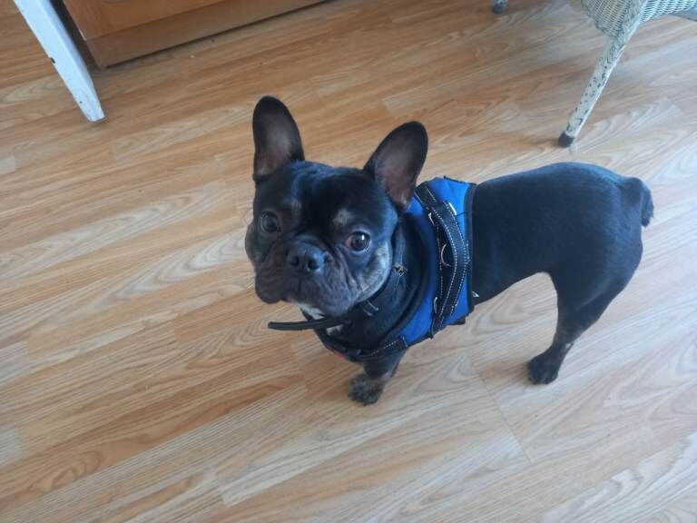 Frenchie boy 12 mouths old - Image 3 of 4