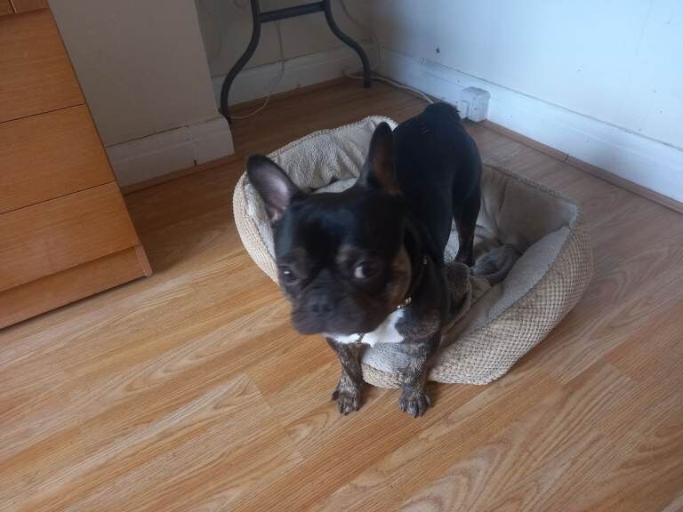 Frenchie boy 12 mouths old - Image 4 of 4