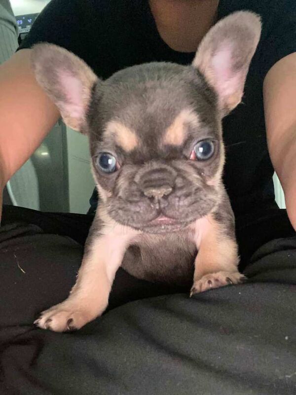 Frenchie boy puppy - Image 2 of 4