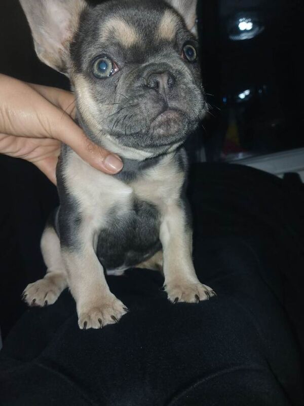 Frenchie boy puppy - Image 3 of 4
