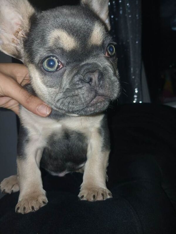 Frenchie boy puppy - Image 4 of 4