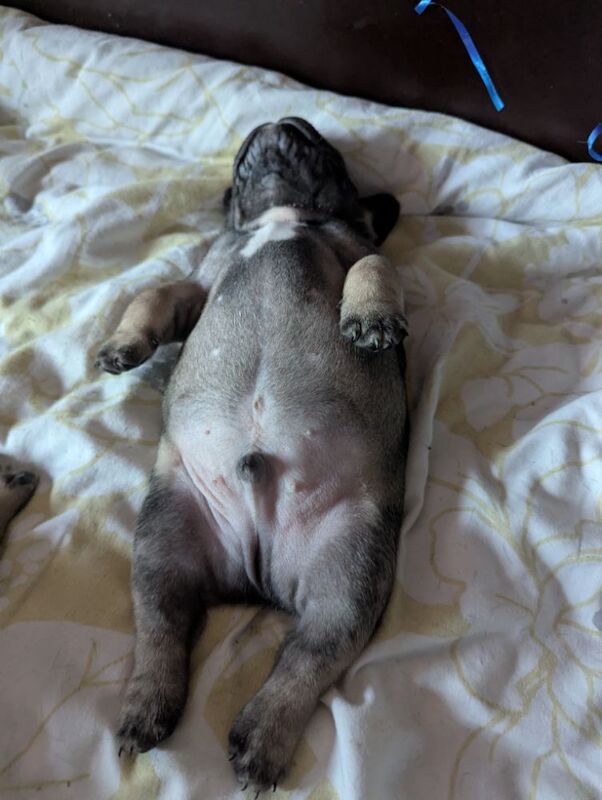 Frenchie Boys. 4 to choose from. With both parents for sale in Lincoln, Lincolnshire | Image 3