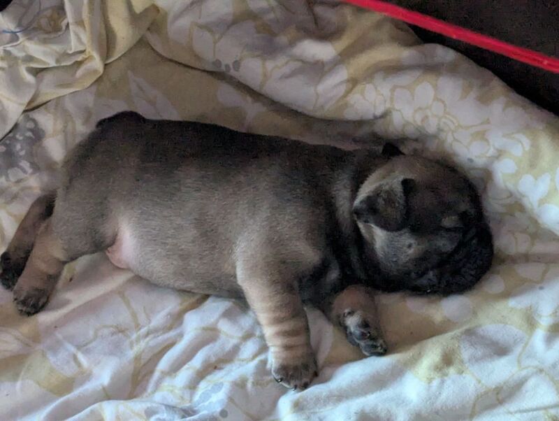Frenchie Boys. 4 to choose from. With both parents for sale in Lincoln, Lincolnshire | Image 4