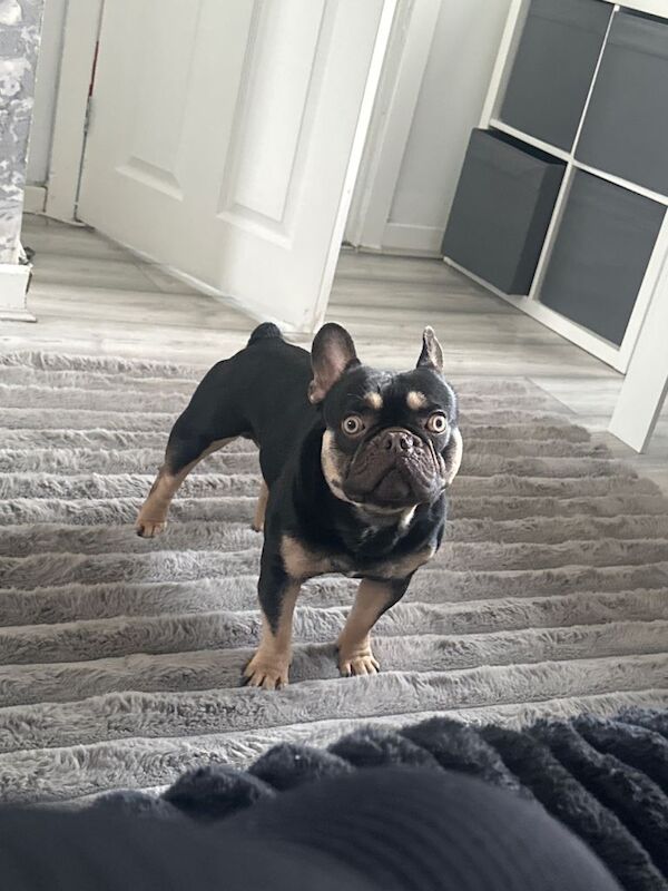 Frenchie chocolate brown - Image 2 of 2