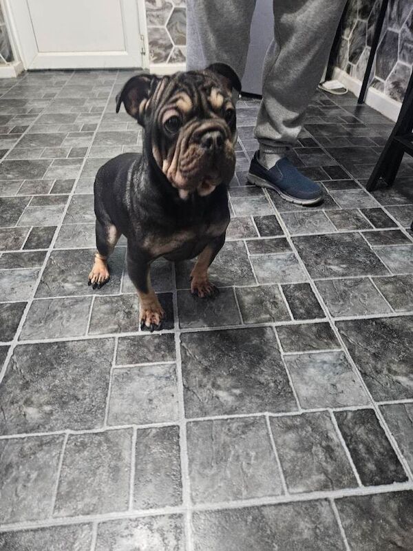 French Bulldog puppies for sale in Walsall, West Midlands – 3 years old