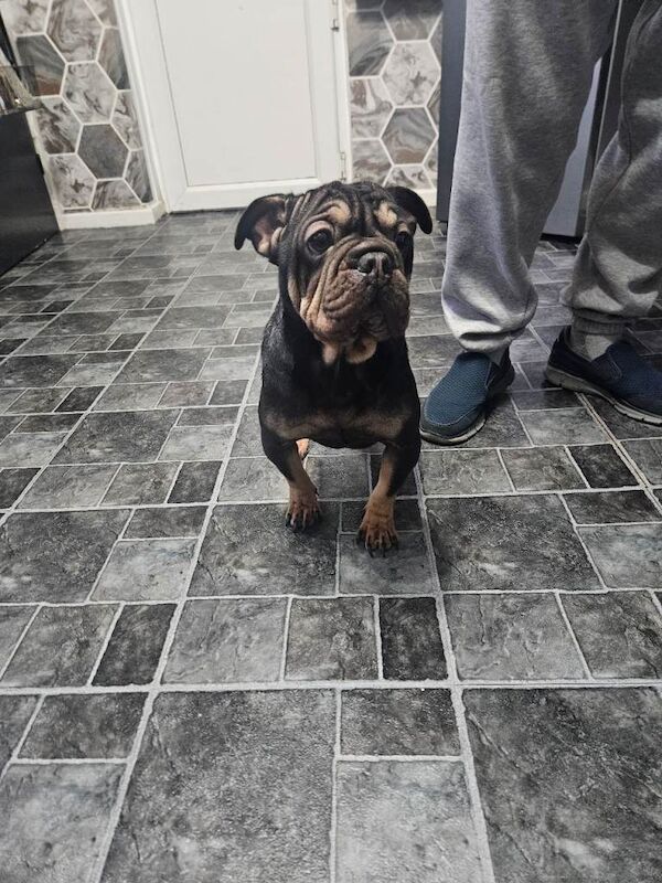 Frenchie cross - Image 2 of 4