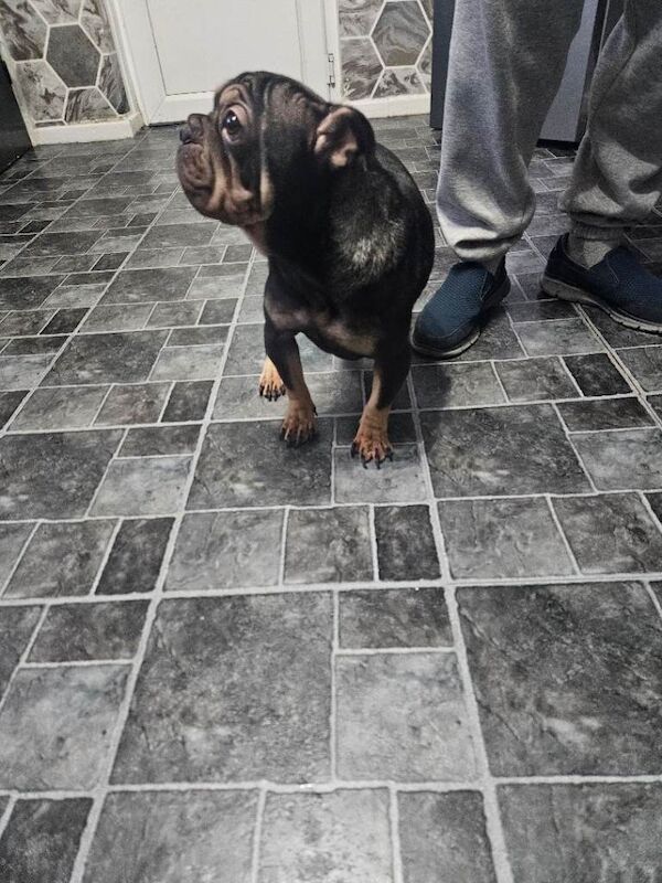 Frenchie cross - Image 3 of 4