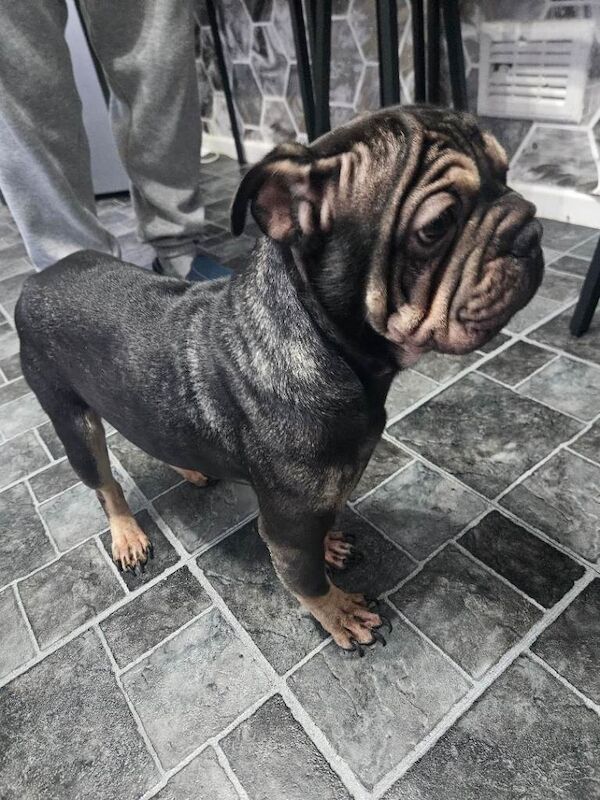 Frenchie cross - Image 4 of 4