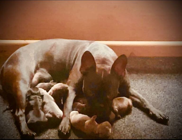 French Bulldog puppies for sale in Lockerbie, Dumfries – 5 weeks old