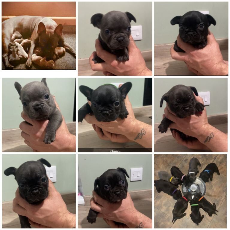 Frenchie cross - Image 2 of 5