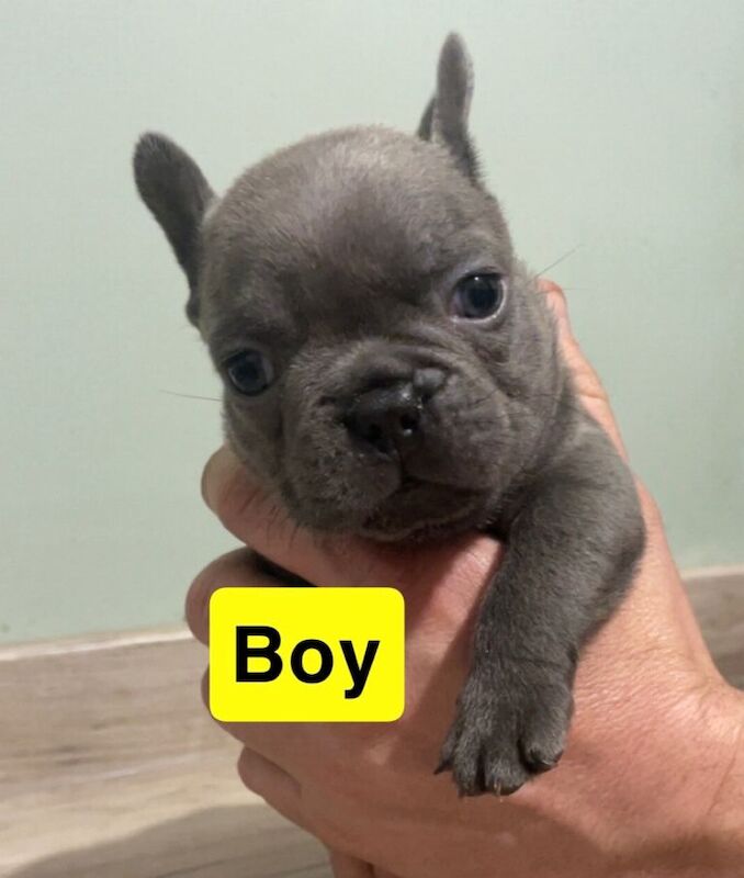 Frenchie cross - Image 3 of 5