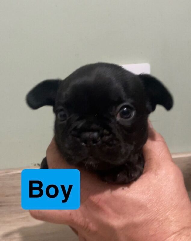 Frenchie cross - Image 4 of 5